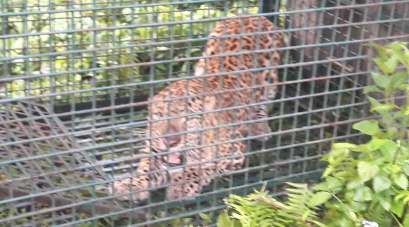 Another leopard caged in Siliguri