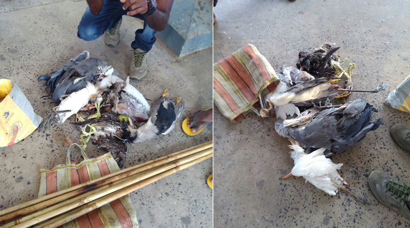Dead birds and bats rescued from Katwa