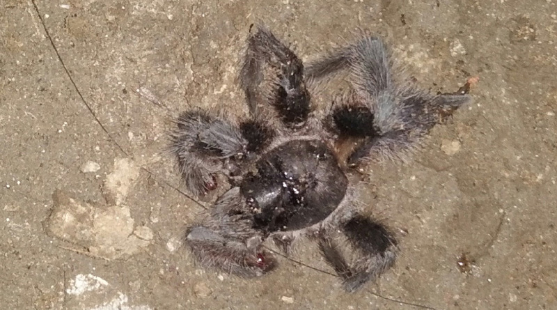 Woman taken ill after tarantula bite in Garia