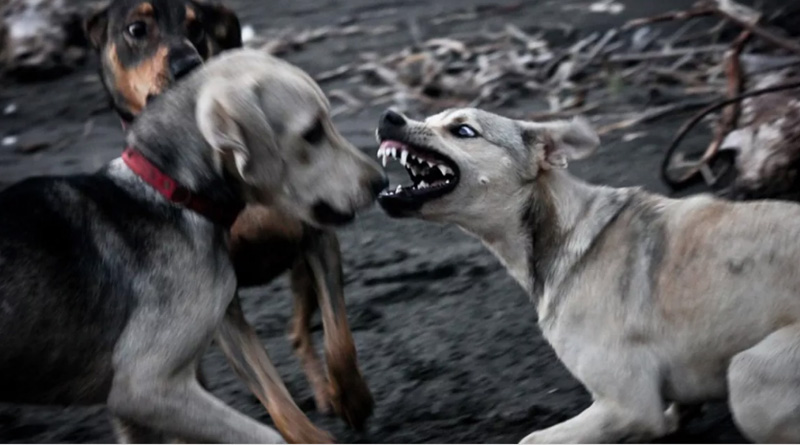 East Burwan: street dog kills goat, villagers panicked 
