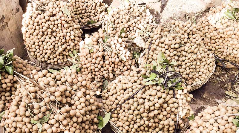 Bengal to export this mouth watering fruit