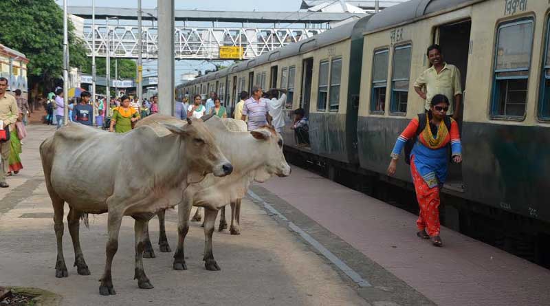Cows are making problem in Katwa station