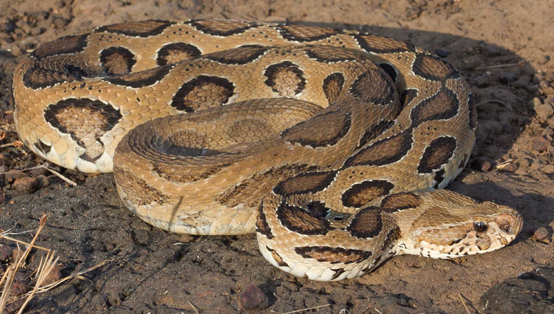 Ghatal mills step to control death from snake bite