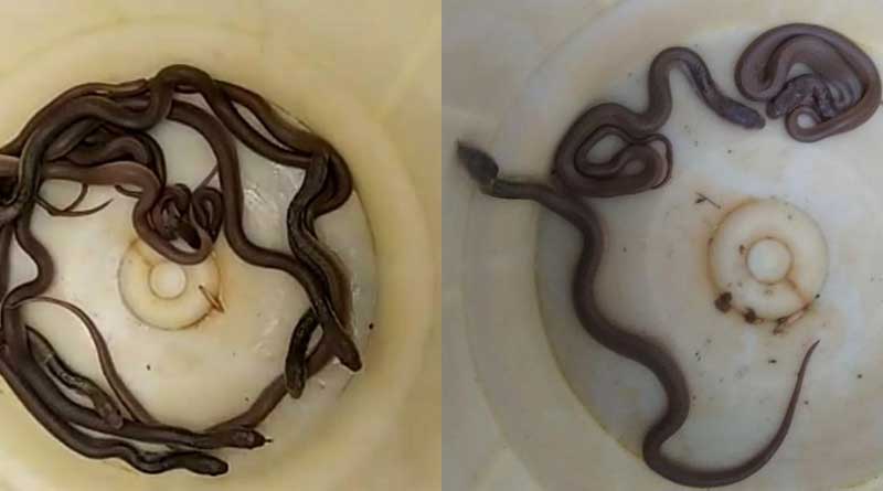King Cobra offspring spark panic in Bhatar locality