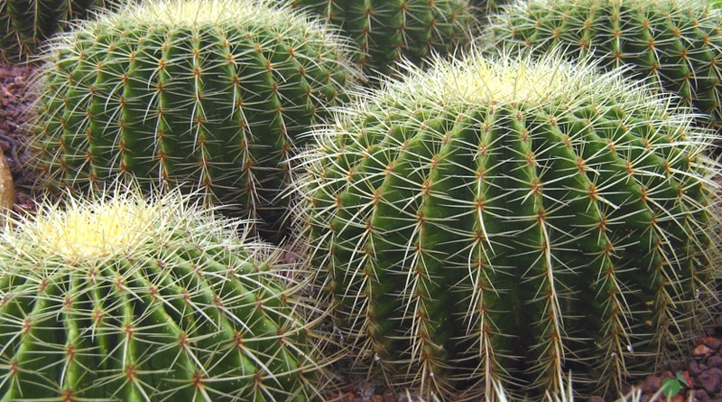 CACTUS