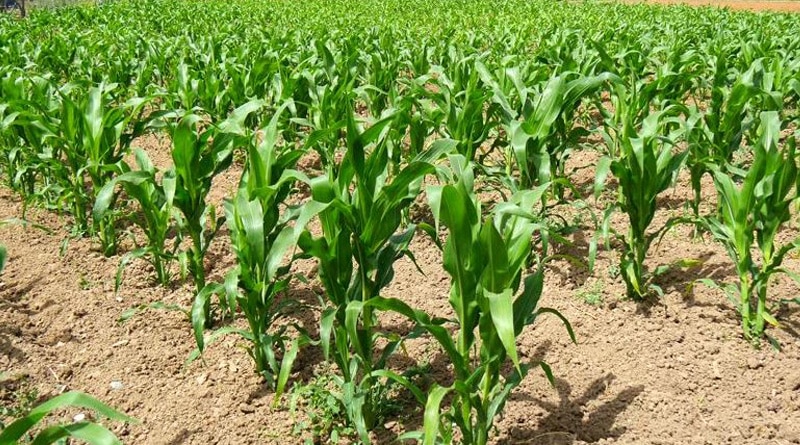 Mustard cultivation on paddy fields can double profit
