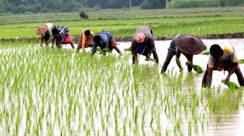 Paddy cultivation at the peak in S Dinajpur