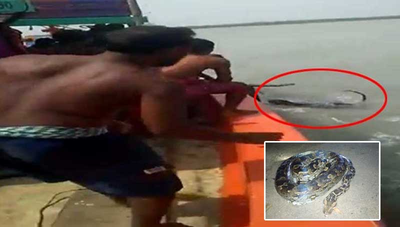 12 held for attacking Royal Bengal tiger, python killed in Birbhum