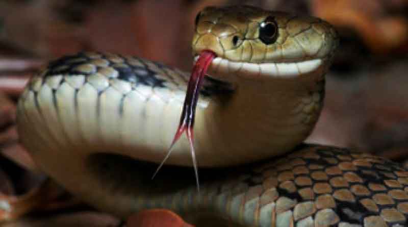 Two die of snake bite in Malbazar