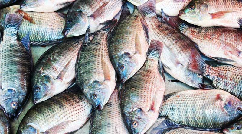 Fisherman earns money by Tilapia fish farming at Haldia's Kanthi