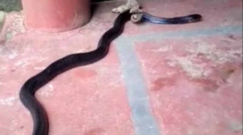 Snake charmer thrashed by mob in Bongaon