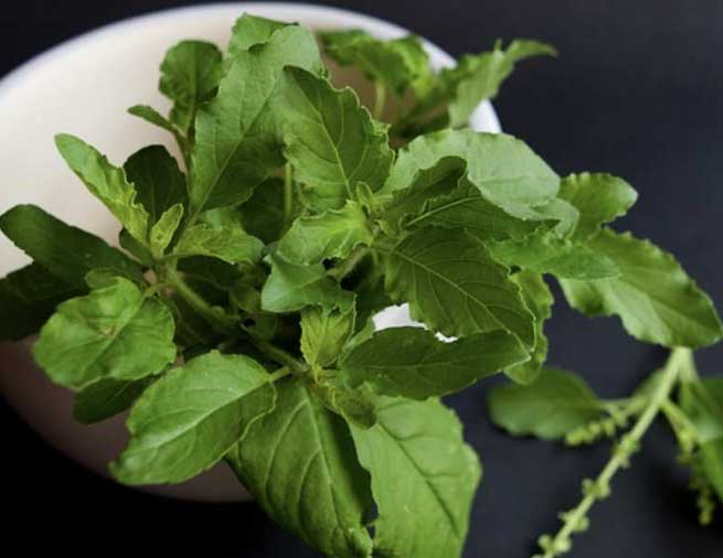 tulsi