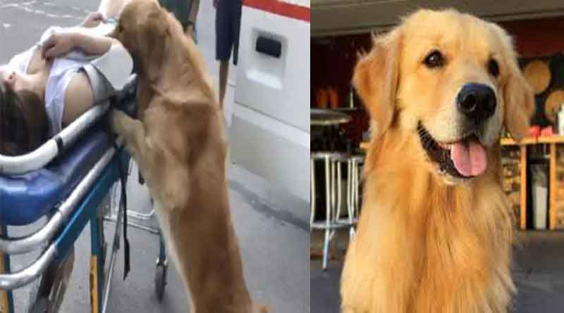 Dog saves owner from certain death in China