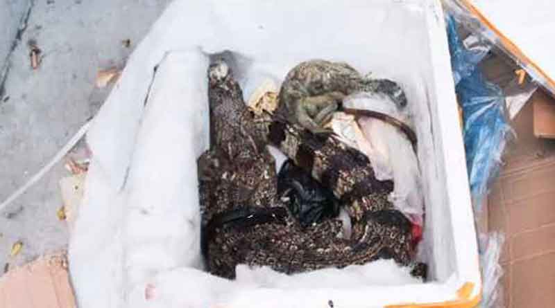 China: Woman finds dead crocodile inside parcel
