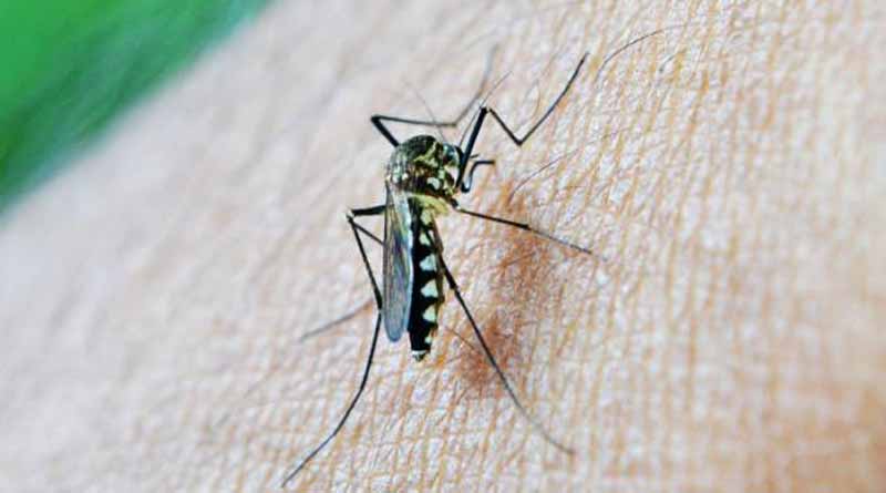 South Korean tourist died in Dengue while traveling in Bangladesh | Sangbad Pratidin