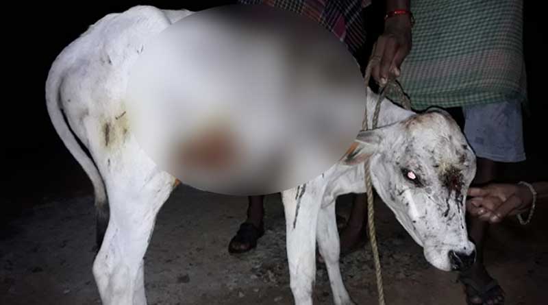 Tiger panic in Lalgarh and Jangalmahal