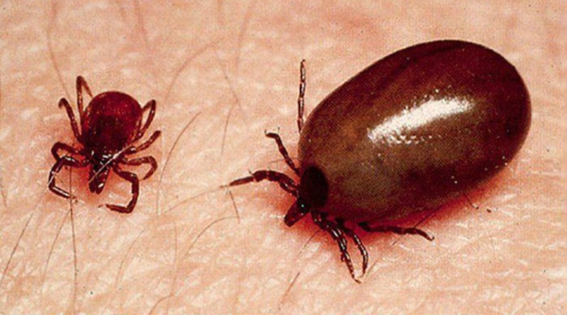 scrub typhus killed a man from murshidabad in a city hospital