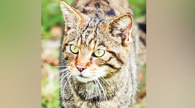 New servery will be started to know about forest cats