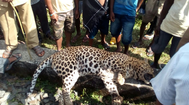 Leaperd died due to train accident in Siliguri
