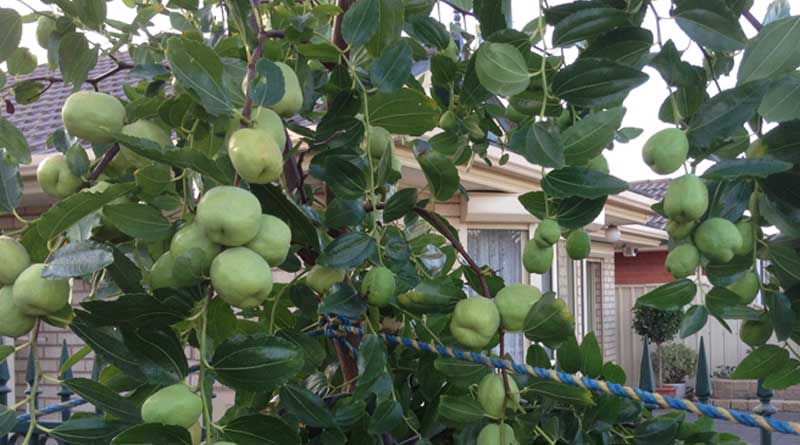 Siliguri: People earn money cultivate Jujube