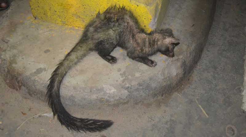 Skunk recovered in Katwa 