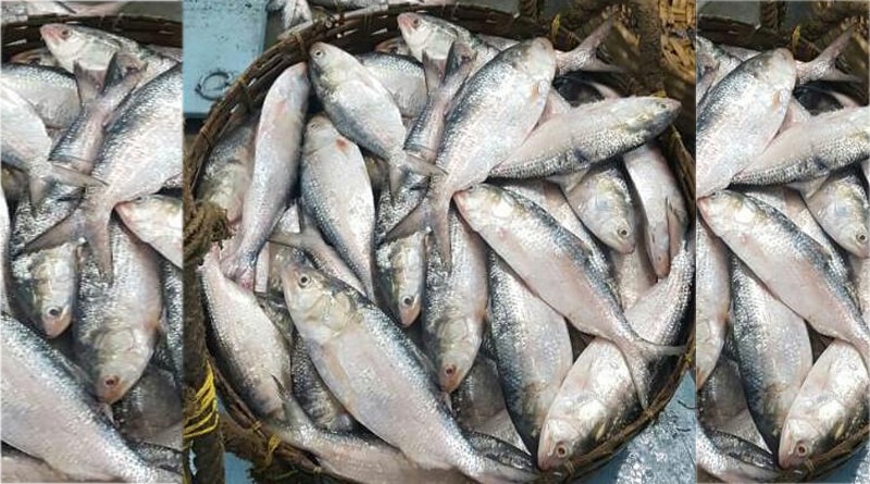 Kakdwip: Ilish snatched by people