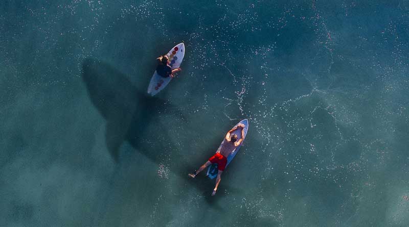 A man died in a shark attack in Massachusetts in eight decades