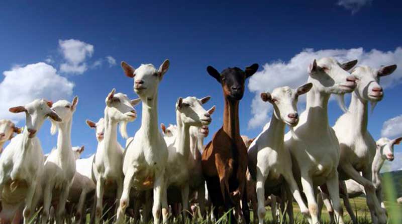 Portugal ropes in ‘Goat squad’ to control wild fires