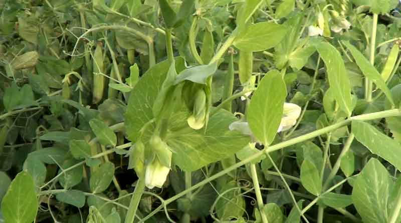 Balurghat: Farmers earn profit by using organic fertilizer