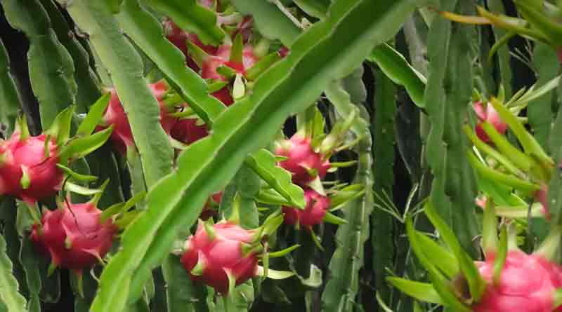 Dragon fruit cultivation in Kalna 