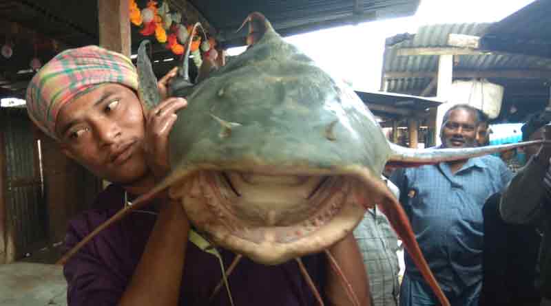 Giant fish caught in Teesta