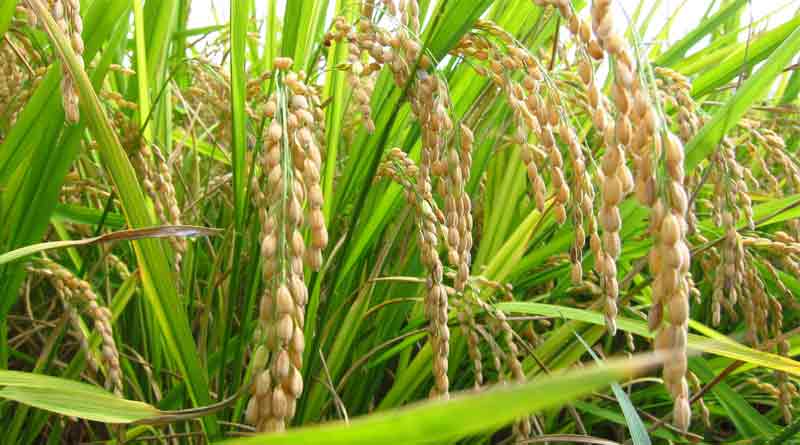 Paddy may be cultivated in salty water in Bengal, says Mamata Banerjee