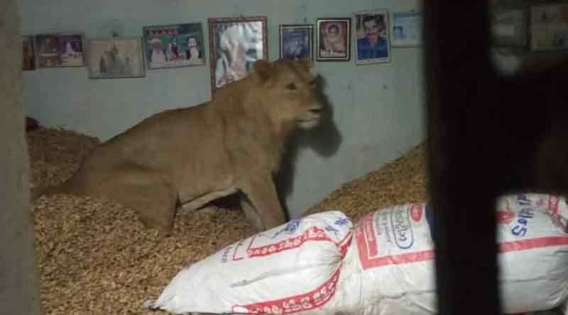 Asiatic lion enters farmer’s home 