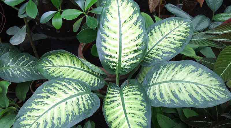 ‘Dieffenbachia’ harmful for your health