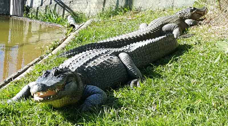 Reptile park in North Bengal
