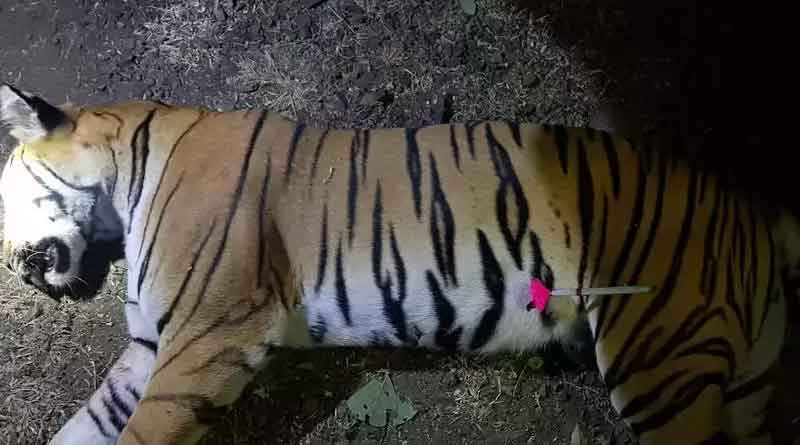 Tigress Avni shot dead in Maharashtra