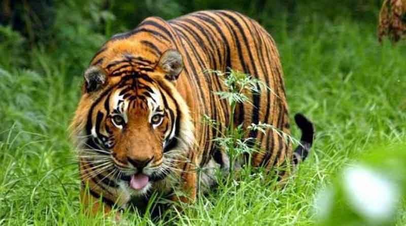 Tigress killed in Uttar Pradesh 