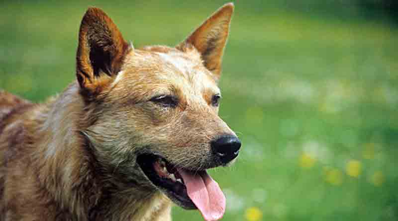 Rabies panic spread in Khoyrashol, villagers take antidote