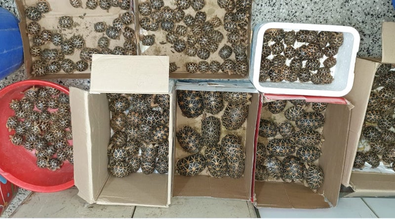 Tortoise recovered in Mumbai
