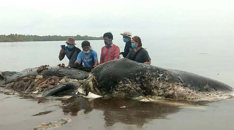 Plastic found inside dead whale