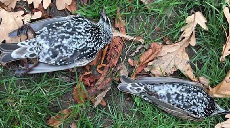 Birds Die Because of a 5G Experiment