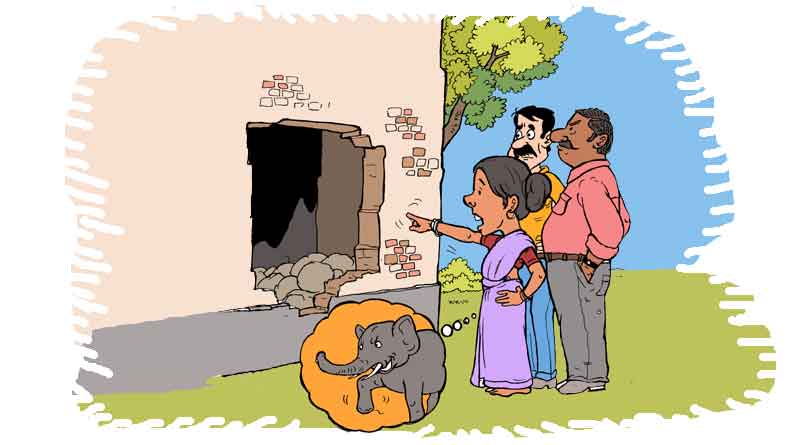 Wild Tusker ransacks school in Dooars