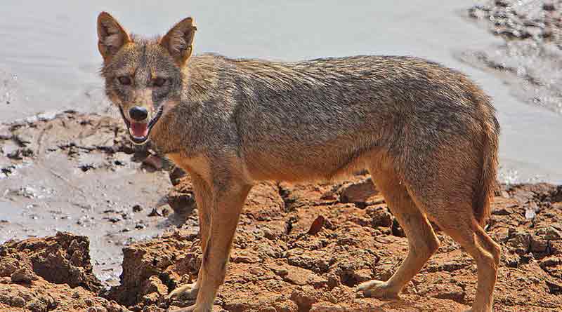 Jackal killed in Tamil Nadu after country bomb covered in animal fat