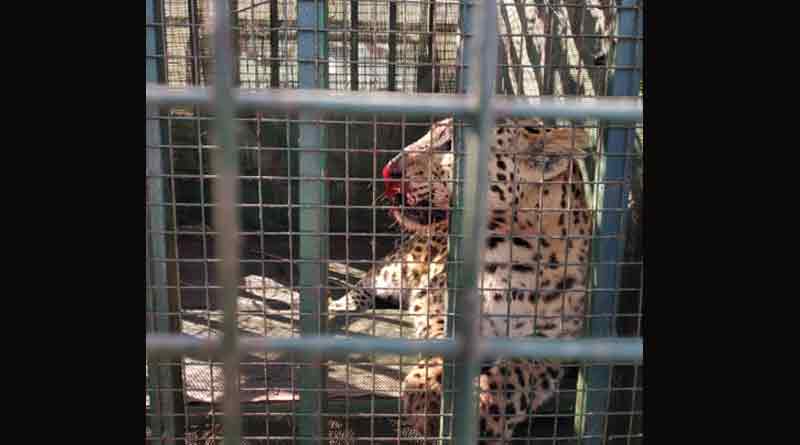 LEOPARD