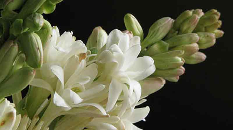 Tuberose cultivation in Bankura