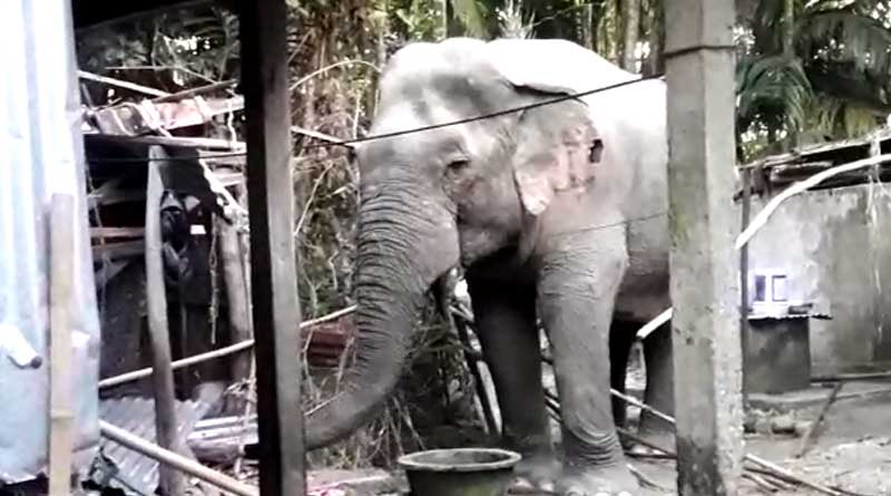 Wild Tusker attacks local people