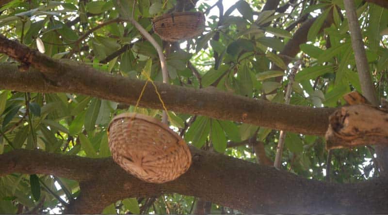 Katwa school haven for birds