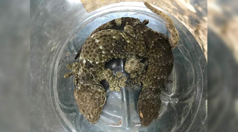 man held with gecko in Dooars