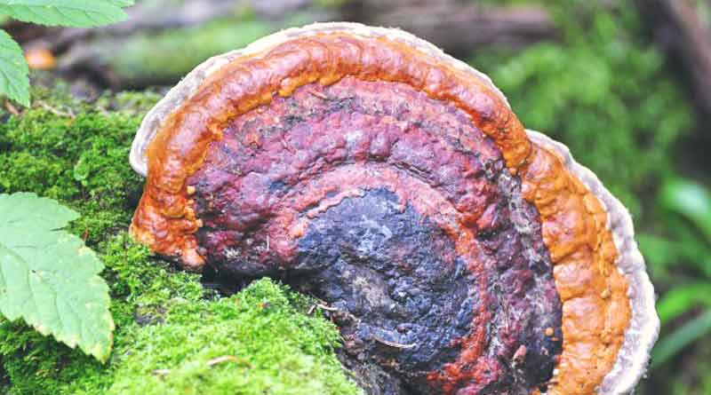 Chaga-mashroom