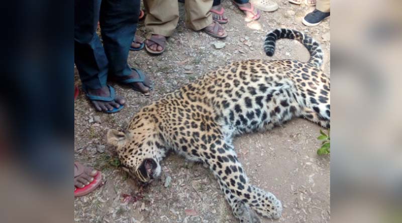 Leopard killed in Dooar's tea estate
